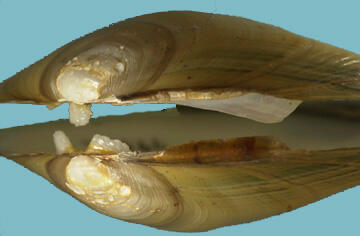 Close-up of the interior hinge area of this bivalve mollusk shell shows prominent pseudocardinal teeth.
