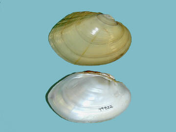 Two halves of a bivalve mollusk shell, one showing the pale exterior, the other, the pearly interior.