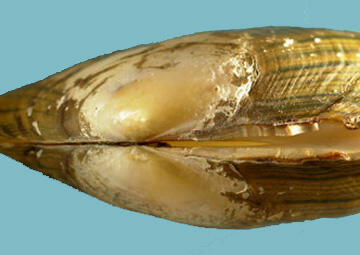 Close-up of the beak of a bivalve mollusk shell.