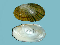 Two halves of a bivalve mollusk shell, one showing the brown exterior, the other. the pearly interior.