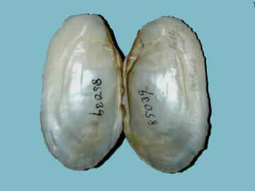 Two open halves of a bivalve mollusk shell showing its interior pearly nacre.