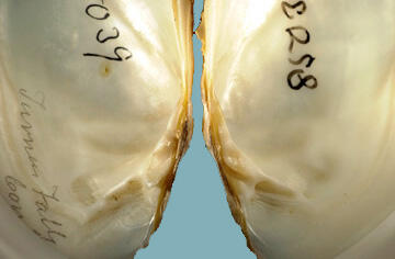 Interior view of open halves of a bivalve mollusk shell showing its pearly nacre, and well-developed but variable pseudocardinal and lateral teeth.