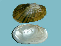 Two halves of a bivalve mollusk shell, one showing the brown exterior, the other, the pearly interior.