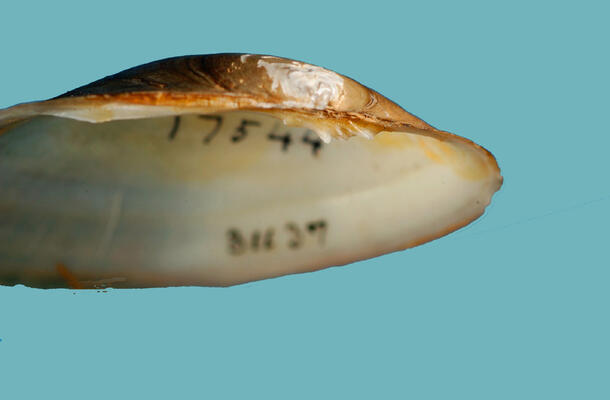 Half of a bivalve mollusk shell displayed at an angle that shows the exterior beak area and the interior nacre.