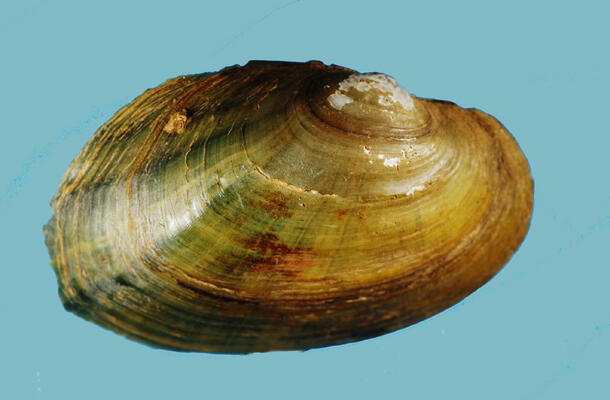 The brown and grey exterior of a bivalve mollusk shell.