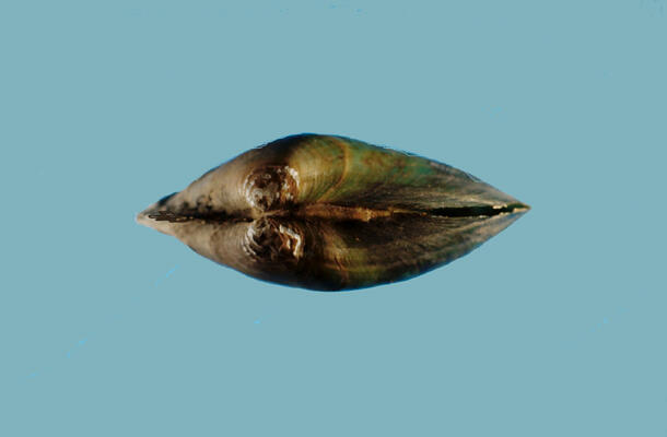 Lasmigona subviridis, a green floater mussel. Dorsal view with closed shell shows beak facing camera.