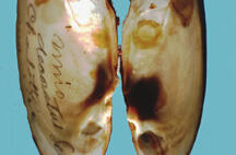 Interior view of two halves of a bivalve mollusk shell showing the smooth nacre with swirls of color.