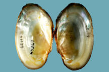 Interior view of halves of a bivalve mollusk shell showing the smooth nacre with swirls of color.