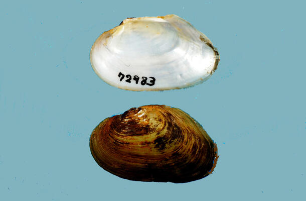 Halves of a bivalve mollusk shell, one showing the mottled brown exterior, the other, the pearly interior.