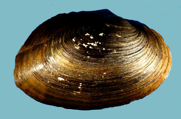 The brown exterior of a bivalve mollusk shell.