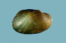 The smooth brown and grey exterior of a bivalve mollusk shell.