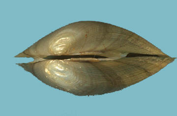 Dorsal view of a light brown bivalve mollusk shell with a close-up of the beak area.
