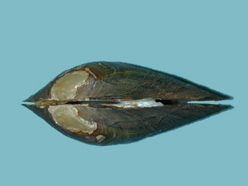 Dorsal view of a bivalve mollusk shell.