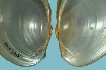 Open interior halves of a bivalve mollusk shell showing its pearly nacre, with a close-up of the hinge area.