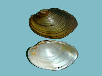 Two halves of a bivalve mollusk shell, one showing the brown exterior, the other, the pearly interior.