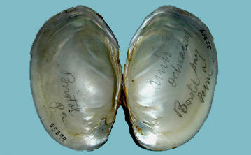 Interior view of the two open halves of a bivalve mollusk shell showing its pearly nacre.