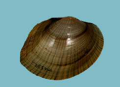 Profile view of a brown bivalve mollusk shell.