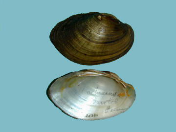 Two halves of a bivalve mollusk shell, one showing the brown exterior, the other, the pearly interior.