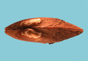 Dorsal view of a brown-colored bivalve shell showing white markings on the beak.