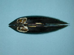 Dorsal view of a dark-colored bivalve mollusk shell showing white markings on the beak.