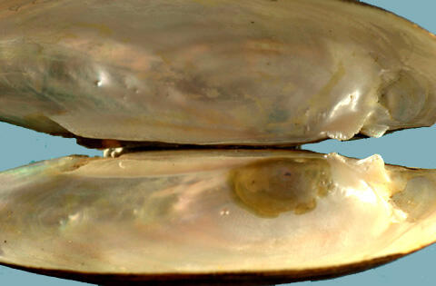 An interior view of two halves of a bivalve shell attached at the hinge area, and showing the smooth white nacre.