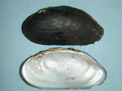 Two halves of a bivalve mollusk shell, one showing the dark exterior, the other, the pearly interior.