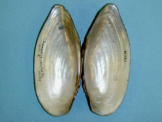 An interior view of two halves of a bivalve shell showing the smooth white nacre.