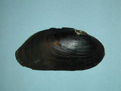 The exterior of a bivalve shell.