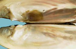 An interior view of two halves of a bivalve shell attached at the hinge area, and showing the smooth white nacre.