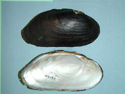 Two halves of a bivalve mollusk shell, one showing the dark exterior, the other, the pearly interior.