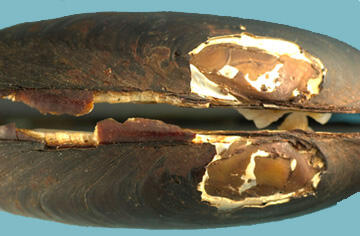 Close-up of the beak area of a mussel with concentric white markings on a coarse surface.
