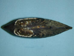 Dorsal view of a bivalve shell showing white markings on the beak.