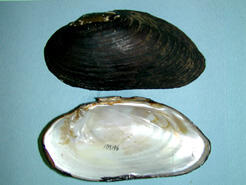 Two halves of a bivalve shell, one showing the dark exterior, the other the pearly interior.