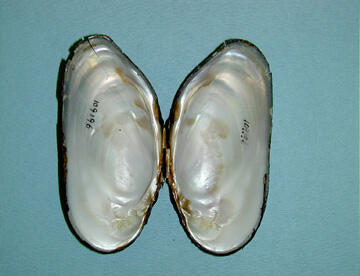 An interior view of two halves of a bivalve shell attached at the hinge area, and showing the smooth white nacre.