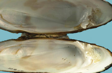 An interior view of two halves of a bivalve shell attached at the hinge area, and showing the smooth white nacre.