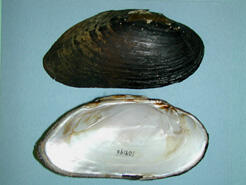 Two halves of a bivalve shell, one showing the dark exterior, the other the pearly interior.