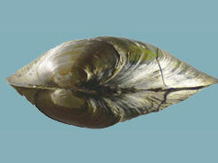 Dorsal view including the beak area of a mussel.