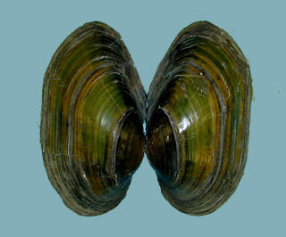 Two exterior halves of a dark open bivalve shell showing the brown growth ring markings.