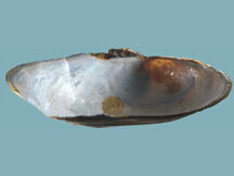 Interior view of one half of a bivalve shell.