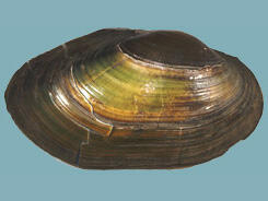 The exterior of a bivalve shell, showing the growth bands.