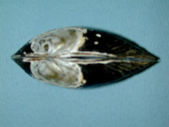 Dorsal view of a bivalve shell showing white markings on the beak.
