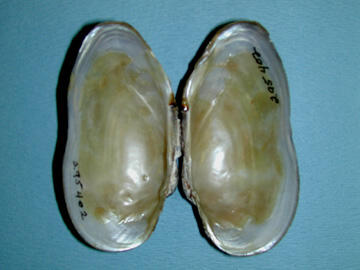 Color photo of open bivalve shell specimen with shiny gray and light mossy green surfaces