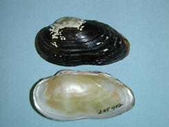 Two halves of a bivalve shell. One shows the smooth interior surface of the shell.