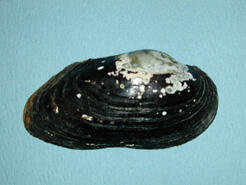 The exterior of a bivalve shell, showing white markings near the beak.