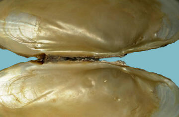 An interior view of two halves of a bivalve shell attached at the hinge area, and showing the pearly nacre.
