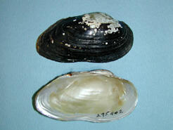 Two halves of a bivalve shell.