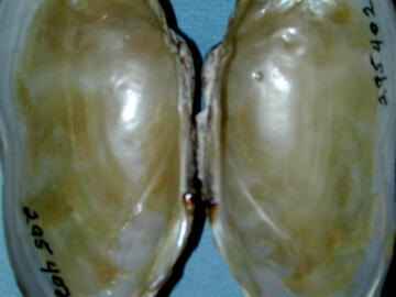 An interior view of two halves of a bivalve shell attached at the hinge area, and showing the pearly nacre.