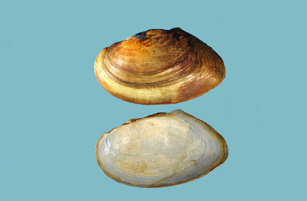 Two halves of a bivalve shell, one showing the light-brown exterior, the other, the white interior.