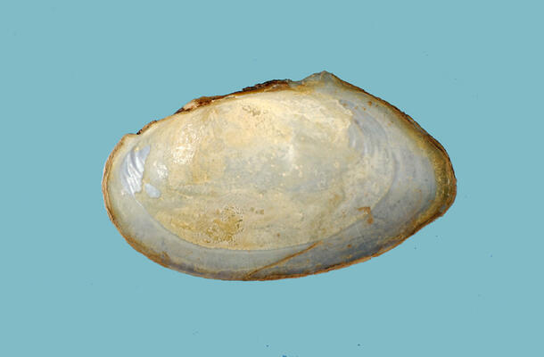 Interior view of one half of a bivalve shell.