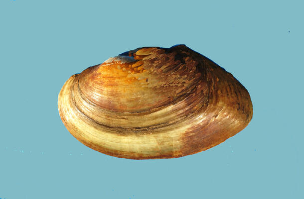 The exterior of a bivalve shell.